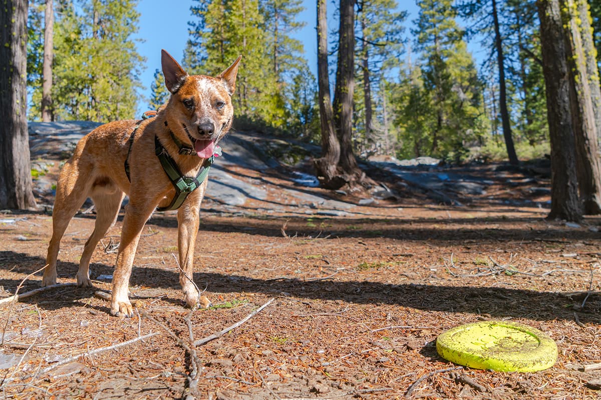 Caz, a dog, standing waiting for a frisbee