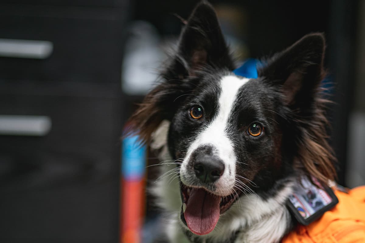 Mando, a dog, looking attentively